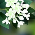 Beautiful spring flowers stephanotis. Cards or your design with space for text.