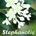 Beautiful spring flowers stephanotis. Cards or your design with space for text. Vector