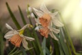 Beautiful spring flowers in the sunshine, white orange daffodils in the garden at Springtime