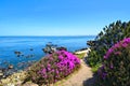 Spring flowers along an ocean side trail, Monterey, California, USA