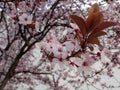 Beautiful spring flowers tree in a bloom, blurred background Royalty Free Stock Photo