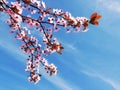 Beautiful spring flowers tree branch  in a colorful blue sky Royalty Free Stock Photo