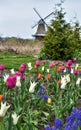 Spring flowers and tulips with a windmill in the background Royalty Free Stock Photo