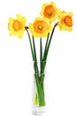 Beautiful spring flowers in vase: orange narcissus (Daffodil)