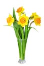 Beautiful spring flowers in vase: orange narcissus (Daffodil) Royalty Free Stock Photo