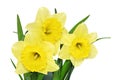 Beautiful spring flowers in vase: yellow narcissus (Daffodil) Royalty Free Stock Photo