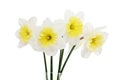 Beautiful spring flowers in vase: yellow-white narcissus (Daffodil)