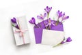 Beautiful spring flowers violet crocuses in postal envelope with blank sheet and white gift box with pink ribbon and bow Royalty Free Stock Photo