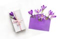 Beautiful spring flowers violet crocuses in postal envelope and white gift box with pink ribbon and bow on a white background. Royalty Free Stock Photo
