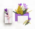 Beautiful spring flowers violet crocuses and yellow flowers mimosa in postal envelope with blank sheet and white gift box Royalty Free Stock Photo