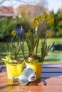 Beautiful spring flowers in watering cans Royalty Free Stock Photo