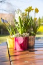 Beautiful spring flowers in watering cans Royalty Free Stock Photo