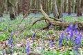 Beautiful spring forest