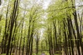 Beautiful spring forest landscape, fresh green leaves on trees, spring in deciduous forest Royalty Free Stock Photo