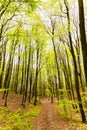 Beautiful spring forest landscape, fresh green leaves on trees, spring in deciduous forest Royalty Free Stock Photo