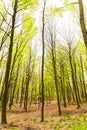 Beautiful spring forest landscape, fresh green leaves on trees, spring in deciduous forest Royalty Free Stock Photo