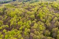 Beautiful spring forest landscape, fresh green leaves on trees in spring, view from drone Royalty Free Stock Photo