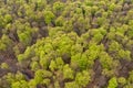 Beautiful spring forest landscape, fresh green leaves on trees in spring, view from drone Royalty Free Stock Photo