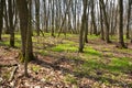 Beautiful spring forest landscape. Polesia, Polissya, Polesie, or Polesye is a natural and historical region in Eastern Europe