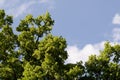 Beautiful Spring forest. Young green leaves of the oak trees against bright spring blue sky and sun rises. Royalty Free Stock Photo