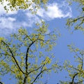 Beautiful Spring forest. Young green leaves of the oak trees against bright spring blue sky and sun. Royalty Free Stock Photo