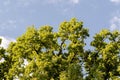 Beautiful Spring forest. Young green leaves of the oak trees against bright spring blue sky and sun rises Royalty Free Stock Photo