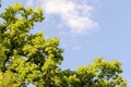 Beautiful Spring forest. Young green leaves of the oak trees against bright spring blue sky and sun rises Royalty Free Stock Photo