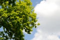 Beautiful Spring forest. Young green leaves of the oak trees against bright spring blue sky and sun rises. Royalty Free Stock Photo