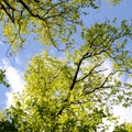 Beautiful Spring forest. Young green leaves of the oak trees against bright spring blue sky and sun rises. Royalty Free Stock Photo