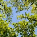 Beautiful Spring forest. Young green leaves of the oak trees against bright spring blue sky and sun rises. Royalty Free Stock Photo