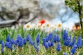 Beautiful spring garden with blue muscari, daffodil flowers, red tulips and cherry trees in blossom Royalty Free Stock Photo