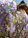 beautiful spring garden with wisteria Tuscany Italy