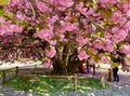 cherry blossom in April in Jardin des Plantes in Paris Royalty Free Stock Photo