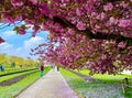cherry blossom in April in Jardin des Plantes in Paris Royalty Free Stock Photo