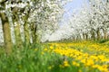 Beautiful spring green grass and dandelion flower meadow, lawn a Royalty Free Stock Photo