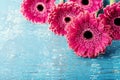 Beautiful spring greeting card for Mother or Womans day with fresh gerbera daisy flowers on vintage turquoise background.