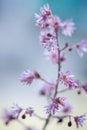 Beautiful spring Heuchera