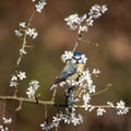 Vibrant Spring image of Blue Tit Cyanistes Caerulueus bird on flowering hawthorn bush in woodland landscape setting Royalty Free Stock Photo