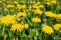 Beautiful spring image with bright yellow blooming dandelions close up Royalty Free Stock Photo