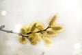 Beautiful spring image  twigs of blossoming pussy willow background of light, selective soft focus Royalty Free Stock Photo