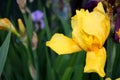 Beautiful spring Iris bloom on a sunny day on a spring Royalty Free Stock Photo