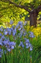 Beautiful spring iris garden