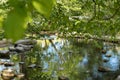 Beautiful spring lake and forest. Springtime season Abstract natural background. Blurry silhouettes of many green spring