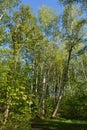 Beautiful spring landscape with birch trees with fresh green leaves. Picturesque view of forest in sunny day Royalty Free Stock Photo