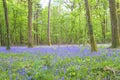 Beautiful spring landscape with blooming bluebells woodland in the green forest Royalty Free Stock Photo