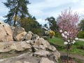 beautiful spring landscape blooming magnolia and a tree with pink flowers near a stone hill Royalty Free Stock Photo