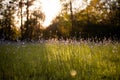 Beautiful spring landscape with blooming purple flowers on meadow and sunrise. Royalty Free Stock Photo