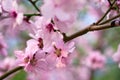 Beautiful spring landscape - blooming trees, bright pink and white flowers as background Royalty Free Stock Photo