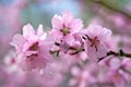 Beautiful spring landscape - blooming trees, bright pink and white flowers as background