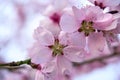 Beautiful spring landscape - blooming trees, bright pink and white flowers as background Royalty Free Stock Photo